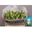 product/img.floraplaza.nl/LTULWHILI-LIVE_fotos-0xF33EE8309EE98F4593C02E3A46F5C77B3C2F0B48.jpg