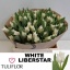 product/img.floraplaza.nl/LTULWHILI-LIVE_fotos-0xF394AA0997EA18CD53B255A8BC522D0CC43E7604.jpg