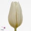 product/img.floraplaza.nl/LTULWHIP-ART_fotos-VBN-vbn109473.jpg