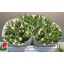 product/img.floraplaza.nl/LTULWHIP-LIVE_fotos-0x7919CE4ADE9922E9642826A982E41856094A08AB.jpg