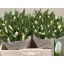 product/img.floraplaza.nl/LTULWHIP-LIVE_fotos-0xFD2F9D9CA8795B93307726AF777013A0A878435E.jpg