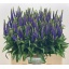 product/img.floraplaza.nl/LVERDMAR6-LIVE_fotos-0xA4C6A0AEEED8EF07F14DEDCF0E8D09466E3C32C2.jpg