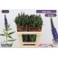 product/img.floraplaza.nl/LVERSKYB55-LIVE_fotos-0xBB980C33A91C605FA78787D11191771456F945C1.jpg