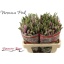 product/img.floraplaza.nl/LVERSKYP55-LIVE_fotos-0x90BA832CD80EC434BB2525FAF6FC65C06FF69E5F.jpg