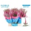 product/img.floraplaza.nl/LVERSMAA5-LIVE_fotos-0xBEEA0B15E3959C027D771063EE28D072CBA3E3C7.jpg