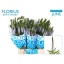 product/img.floraplaza.nl/LVERSMAJ5-LIVE_fotos-0xB98CF630D7F1D4E01DD44E4983DDD6B8EF84802A.jpg