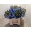 product/img.floraplaza.nl/LVERSMAJ5-LIVE_fotos-0xD8E5F7681C26FE8FCB0E4942961A71394099A51A.jpg