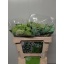 product/img.floraplaza.nl/LVIB5ROS-LIVE_fotos-0xFA14168EB6B01CE8B807D8C108513B7DF08209EE.jpg