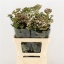 product/img.floraplaza.nl/LVIBMAC6-LIVE_fotos-0x04CEEE1EBA76969AEA0F18DAFE62C40FA9A4E59C.jpg