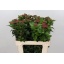 product/img.floraplaza.nl/LVIBMAC6-LIVE_fotos-0xB668C631ACA94E8FE12F6CC5E11A7A919F6196BA.jpg