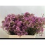 product/img.floraplaza.nl/LWAXADI6-LIVE_fotos-0x7CF1876DDE0BCC2872862ADD5680DF4BF64DD0E6.jpg
