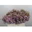 product/img.floraplaza.nl/LWAXDANQ5-LIVE_fotos-0x0D4E943DC3B5F9E1147AFD3B5EB349BB29118147.jpg
