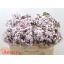 product/img.floraplaza.nl/LWAXDANQ5-LIVE_fotos-0x1F81CF0EBABF24F58F3C9C59D95343D8F2399C53.jpg