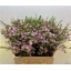 product/img.floraplaza.nl/LWAXEARN6-LIVE_fotos-0xA5F7A18182F7A4F03CCDD7F71CEA88A07DB4276F.jpg