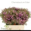 product/img.floraplaza.nl/LWAXEDE6-LIVE_fotos-0x0FFAB9414F7BBA67CFA6548CE70C7FCD0C7561E7.jpg