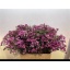 product/img.floraplaza.nl/LWAXJUP6-LIVE_fotos-0xA61FF481C52ACDFE2EBF37376E6B63624A32D582.jpg