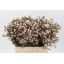 product/img.floraplaza.nl/LWAXMOOD6-LIVE_fotos-0x039685D665C4BA64A757545ED259A5C80313FE49.jpg