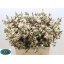 product/img.floraplaza.nl/LWAXMOOD6-LIVE_fotos-0xDBAC4D39A3E2BEFB754449EFC349FD1EEFA2850D.jpg