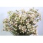 product/img.floraplaza.nl/LWAXMOOD6-LIVE_fotos-0xE3F1F3D04DFB0D4599D1F5F76716A3A43AD5ABCF.jpg