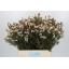 product/img.floraplaza.nl/LWAXMOOD6-LIVE_fotos-0xF761D4BE9BB394465255C1322E0586C0BDEB8801.jpg