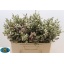 product/img.floraplaza.nl/LWAXMYSWE5-LIVE_fotos-0x05F40A4B5D759501E887E98202B89A00EFEE4802.jpg