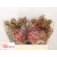 product/img.floraplaza.nl/LWAXMYSWE5-LIVE_fotos-0xAC8AC8469C1576969B26ED1A6778DB1A93445BBC.jpg