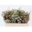 product/img.floraplaza.nl/LWAXMYSWE5-LIVE_fotos-0xF95EF5C4E93F5F7EB2DE373C1AC60D406ECEFD63.jpg