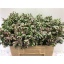 product/img.floraplaza.nl/LWAXMYSWE5-LIVE_fotos-0xFFAE5DEA86A8AFE0F2B6DAEF0E263B3D9BB60D1D.jpg