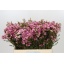 product/img.floraplaza.nl/LWAXSARD5-LIVE_fotos-0x08EA7F226CE402EED00C0B4C9D5283377A9B7E46.jpg