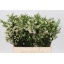 product/img.floraplaza.nl/LWAXUNOF4-LIVE_fotos-0x1052A239160E1D245A6B89849E26AFC0B4A758F3.jpg