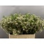 product/img.floraplaza.nl/LWAXUNOF4-LIVE_fotos-0x315885661DDC62D09D595DF952C9AE7121718A3E.jpg