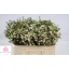 product/img.floraplaza.nl/LWAXUNOF5-LIVE_fotos-0x4CCFEE943578DEC2BF8C46133596210144ED5EB0.jpg