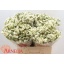 product/img.floraplaza.nl/LWAXUNOF6-LIVE_fotos-0x4C515C12CFD4786886238CBA04970F96142F3193.jpg