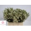 product/img.floraplaza.nl/LWAXUNOF6-LIVE_fotos-0xBDD5508E8242CEF454C72290F76D1161A04C7509.jpg