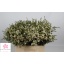 product/img.floraplaza.nl/LWAXUNOF6-LIVE_fotos-0xE653BC7143D5D925C0C981E0F1B734F03482E47C.jpg