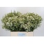 product/img.floraplaza.nl/LWAXUNOF6-LIVE_fotos-0xFFB4346693024D1F8A162FFFE597EAB4BA150429.jpg