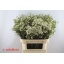 product/img.floraplaza.nl/LWAXUNOF8-LIVE_fotos-0x29B7E570C3FC52A811096A7DA32B2F3A75315F1A.jpg