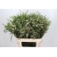 product/img.floraplaza.nl/LWAXUNOF8-LIVE_fotos-0x3AE5492CC15AF0254DB1E150B4C25550A058A435.jpg