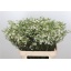 product/img.floraplaza.nl/LWAXUNOF8-LIVE_fotos-0x7F17825E14EDA4DF810B2FC2FCCC3EC5F8409B45.jpg