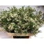 product/img.floraplaza.nl/LWAXUNOF8-LIVE_fotos-0xDBD381679EB8B748CD6E2720DCA34EFC73FEB0A1.jpg
