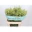 product/img.floraplaza.nl/LWAXUNOF8-LIVE_fotos-0xE1D1C29C3119C6DE9DDCD0F67CF1B1BA4BB36169.jpg