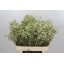 product/img.floraplaza.nl/LWAXUNOF8-LIVE_fotos-0xF48FA77FFAD888310D1DCFA419ECCD9730099D43.jpg