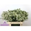 product/img.floraplaza.nl/LWAXUNOF8-LIVE_fotos-0xF84D48F2CC64E8063CB4B98440B693B12398D8EA.jpg