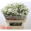 product/img.floraplaza.nl/LWAXUNOF8-LIVE_fotos-0xF998EFA52A3A21361C92432A4662253EFD35871B.jpg