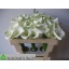 product/img.floraplaza.nl/LZANAET5-LIVE_fotos-0x12540DCA2CC70E306236BD3D481248D3B41F5BC9.jpg