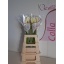 product/img.floraplaza.nl/LZANAVA7-LIVE_fotos-0x0DCAC6002C571404B8D5254E9B6C1390BDEE3CDF.jpg