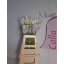 product/img.floraplaza.nl/LZANAVA7-LIVE_fotos-0x4C275903D15D47A1AC02D71A50C8171C5704ECF6.jpg