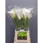 product/img.floraplaza.nl/LZANAVA8-LIVE_fotos-0x3D3CFB1B2C20D40750921BE3A56BF0C318BF2E2D.jpg
