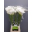 product/img.floraplaza.nl/LZANAVA8-LIVE_fotos-0x7171DE75461D5CF0D42EB5D9F5688BFCFBF9A589.jpg