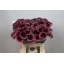 product/img.floraplaza.nl/LZANCAN6-LIVE_fotos-0x0E77148F8FABC9A6C5C43B1562A7D2163BCAA6C4.jpg